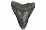 Bargain, Fossil Megalodon Tooth - South Carolina #186656-1